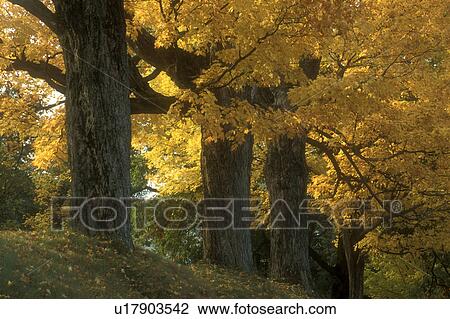 maple trees, fall, VT, Vermont, Montpelier in the autumn. View Large Photo Image Stock Image - maple trees, fall, VT, Vermont, Montpelier in the autumn.. Fotosearch