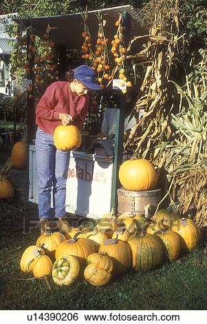 Stock Photograph -  market, pumpkins, harvest, autumn, A girl (10 years old) picks out a pumpkin from a farmstand in the fall in Worcester in Washington County in the state of Vermont.. Fotosearch