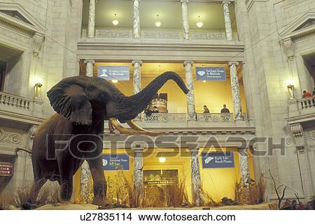 Picture -  National Museum of Natural History, Washington, DC, District of Columbia, A large African Elephant is displayed inside the National Museum of Natural History of the Smithsonian Institution in Washington D. C.. Fotosearch