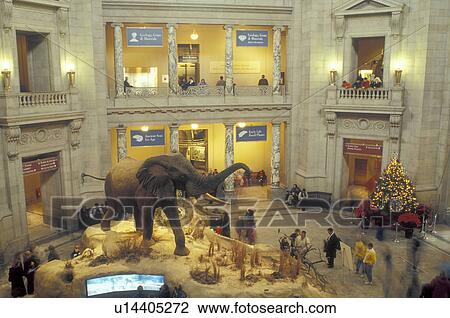 Stock Image -  National Museum of Natural History, Washington, DC, District of Columbia, A large African Elephant is displayed inside the National Museum of Natural History of the Smithsonian Institution in Washington D. C.. Fotosearch