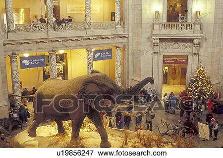 Stock Photo -  National Museum of Natural History, Washington, DC, District of Columbia, A large African Elephant is displayed inside the National Museum of Natural History of the Smithsonian Institution in Washington D. C.. Fotosearch