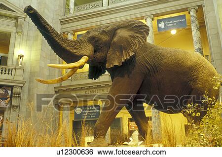 National Museum of Natural History, Washington, DC, District of Columbia, A large African Elephant is displayed inside the National Museum of Natural History of the Smithsonian Institution in Washington D. C. View Large Photo Image Stock Photograph - National Museum of Natural History, Washington, DC, District of Columbia, A large African Elephant is displayed inside the National Museum of Natural History of the Smithsonian Institution in Washington D. C.. Fotosearch