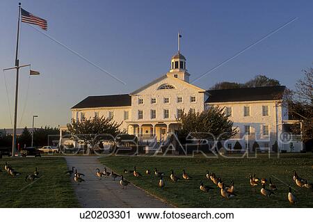 Navy, Newport, RI, Rhode Island, A flock of Canadian Geese on the lawn of the Naval War College Museum at the U. S. Naval Station in Newport in the autumn. View Large Photo Image Stock Image - Navy, Newport, RI, Rhode Island, A flock of Canadian Geese on the lawn of the Naval War College Museum at the U. S. Naval Station in Newport in the autumn.. Fotosearch
