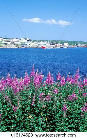Stock Image -  Newfoundland, NF, Canada, Port au Choix a fishing village on the Gulf of St. Lawrence . Fotosearch
