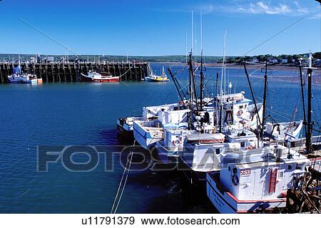 Nova Scotia, Bay of Fundy, NS, Canada, Scallop fleets docked in the harbor at Annapolis Basin in Digby on the Bay of Fundy on the Atlantic Ocean. View Large Photo Image Stock Photo - Nova Scotia, Bay of Fundy, NS, Canada, Scallop fleets docked in the harbor at Annapolis Basin in Digby on the Bay of Fundy on the Atlantic Ocean. . Fotosearch
