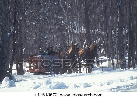 open sleigh ride, Stowe, Vermont, VT, A team of horses pulls a red sleigh through the snowed covered forest at Trapp Family Lodge in Stowe. View Large Photo Image Stock Image - open sleigh ride, Stowe, Vermont, VT, A team of horses pulls a red sleigh through the snowed covered forest at Trapp Family Lodge in Stowe.. Fotosearch