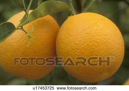 orange, citrus, close-up, orange tree, Phoenix, AZ, Arizona, Two oranges hang from a orange tree in Phoenix. View Large Photo Image Stock Photography - orange, citrus, close-up, orange tree, Phoenix, AZ, Arizona, Two oranges hang from a orange tree in Phoenix. . Fotosearch