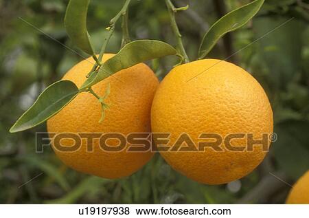 Stock Photo -  orange, close-up, orange tree, Phoenix, AZ, Arizona, Oranges hang from a orange tree in Phoenix. . Fotosearch