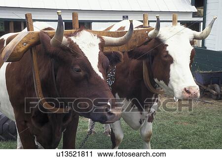 oxen, Vermont, VT, Team of oxen at The Tunbridge World's Fair in Tunbridge. View Large Photo Image Stock Image - oxen, Vermont, VT, Team of oxen at The Tunbridge World's Fair in Tunbridge.. Fotosearch