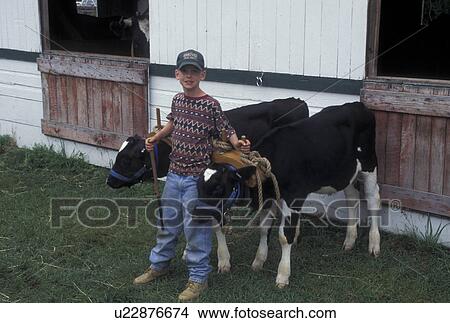 oxen, Vermont, VT, Young boy with a team of young oxen at The Tunbridge World's Fair in Tunbridge. View Large Photo Image Picture - oxen, Vermont, VT, Young boy with a team of young oxen at The Tunbridge World's Fair in Tunbridge.. Fotosearch
