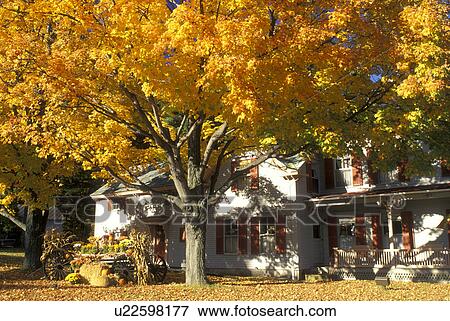 Stock Photo -  Peterborough, New Hampshire, NH, A fall display and colorful maple tree stand outside the Field Mouse Gift Shop in Peterborough in the autumn.. Fotosearch
