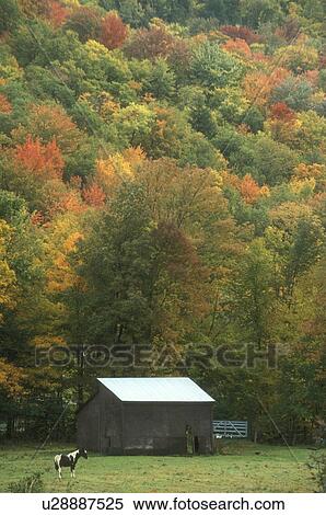 Stock Photography -  pony, fall, Granville, VT, Vermont, Pony grazing in a pasture on a farm surrounded by colorful foliage in Granville in autumn.. Fotosearch