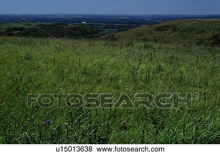 Stock Photo -  prairie, Riley County, Flint Hills, KS, Kansas, View of the lush tall-grass prairie in the Flint Hills.. Fotosearch
