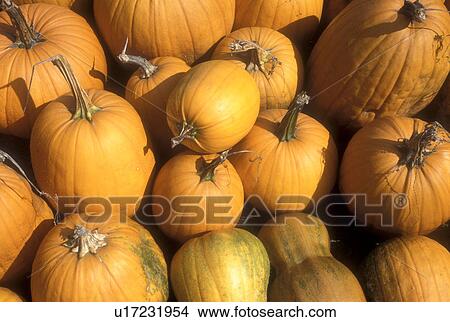 pumpkin, close-up, autumn, display, harvest, A close up of cluster of pumpkins for sale at a market in the state of Vermont. View Large Photo Image Picture - pumpkin, close-up, autumn, display, harvest, A close up of cluster of pumpkins for sale at a market in the state of Vermont.. Fotosearch