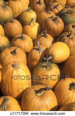 Picture -  pumpkin, close-up, autumn, harvest, display, A close up of cluster of orange pumpkins for sale at a market in the state of Vermont.. Fotosearch