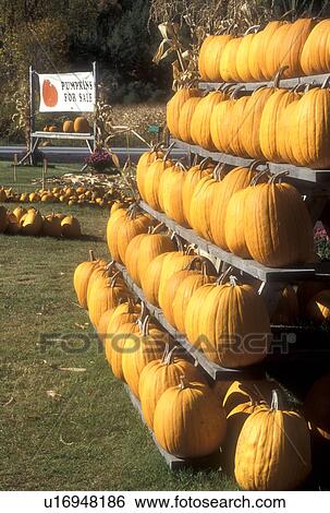 pumpkin, display, autumn, harvest, Pumpkins displayed on a rack are for sale at the Catamount Nursery in East Montpelier in Washington County in the state of Vermont. View Large Photo Image Stock Photograph - pumpkin, display, autumn, harvest, Pumpkins displayed on a rack are for sale at the Catamount Nursery in East Montpelier in Washington County in the state of Vermont.. Fotosearch