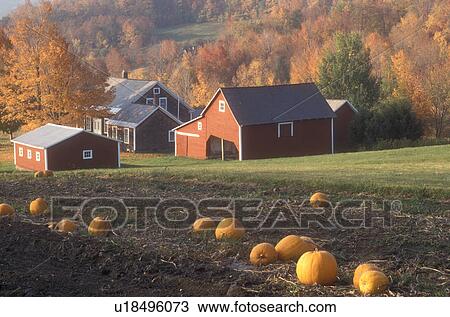 pumpkin patch, fall, Danby Four Corners, VT, Vermont, A small red farm surrounded by colorful trees sits in the background of a pumpkin patch in autumn in Danby Four Corners. View Large Photo Image Stock Image - pumpkin patch, fall, Danby Four Corners, VT, Vermont, A small red farm surrounded by colorful trees sits in the background of a pumpkin patch in autumn in Danby Four Corners.. Fotosearch