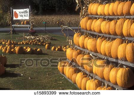 pumpkins, autumn, harvest, display, Pumpkins displayed on a rack are for sale at the Catamount Nursery in East Montpelier in Washington County in the state of Vermont. View Large Photo Image Stock Photo - pumpkins, autumn, harvest, display, Pumpkins displayed on a rack are for sale at the Catamount Nursery in East Montpelier in Washington County in the state of Vermont.. Fotosearch