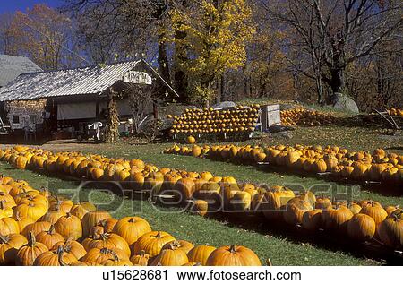 Stock Image -  pumpkins, farm stand, Hillsborough, NH, New Hampshire, Pumpkins for sale displayed in rows on the lawn of a farm stand in Hillsborough in the autumn.. Fotosearch