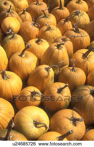 Stock Photograph -  pumpkins, harvest, close-up, autumn, display, A close up of cluster of pumpkins for sale at a market in the state of Vermont.. Fotosearch