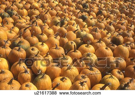pumpkins, harvest, close-up, display, autumn, A large amount of pumpkins for sale at a market in the state of Vermont. View Large Photo Image Stock Photo - pumpkins, harvest, close-up, display, autumn, A large amount of pumpkins for sale at a market in the state of Vermont.. Fotosearch
