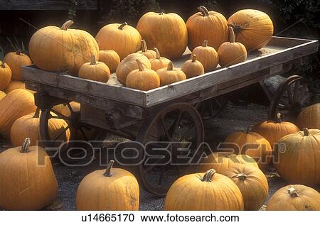 pumpkins, harvest, display, autumn, A bunch of pumpkins for sale at a Morse Farm Country Store displayed on and next to a wagon in East Montpelier in Washington County in the state of Vermont. View Large Photo Image Stock Image - pumpkins, harvest, display, autumn, A bunch of pumpkins for sale at a Morse Farm Country Store displayed on and next to a wagon in East Montpelier in Washington County in the state of Vermont.. Fotosearch