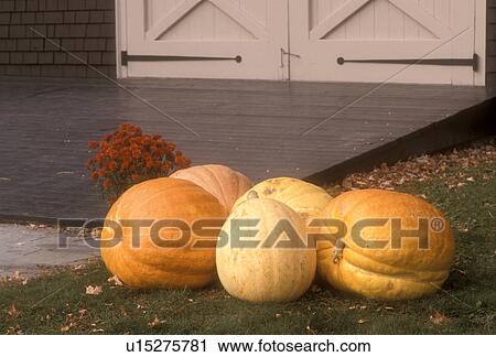 pumpkins, Woodstock, VT, Vermont, A fall decoration of pumpkins and mums in front of barn door at Billings Farm and Museum in Woodstock in autumn. View Large Photo Image Stock Image - pumpkins, Woodstock, VT, Vermont, A fall decoration of pumpkins and mums in front of barn door at Billings Farm and Museum in Woodstock in autumn.. Fotosearch