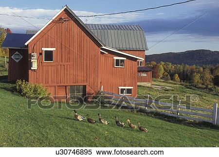 red barn, farm, Groton, VT, Vermont, Five ducks waddling in a row in front of the red barn at Rockhaven Farm in Groton in the autumn. View Large Photo Image Stock Photography - red barn, farm, Groton, VT, Vermont, Five ducks waddling in a row in front of the red barn at Rockhaven Farm in Groton in the autumn.. Fotosearch