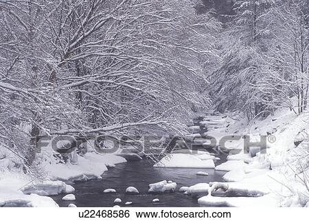 Stock Photograph -  river, brook, Green Mountain National Forest, woods, winter scene, snow, The Brandon Brook flows through the snowy woods on a winter day in Robinson in Windsor County in the state of Vermont. . Fotosearch