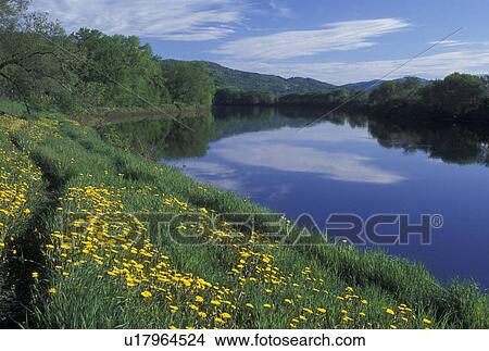 Picture -  river, Connecticut River, dandelions, spring, Newbury, VT, Vermont, Yellow dandelions grow along the Connecticut River in Newbury in the spring.. Fotosearch