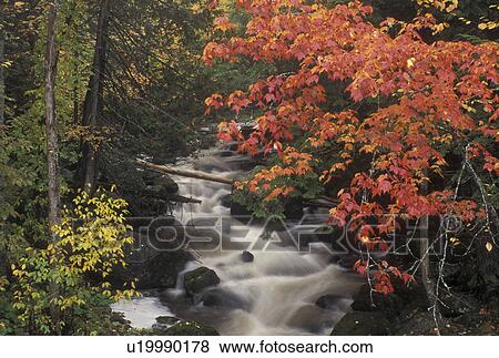 Stock Photo -  river, fall, Cabot, VT, Vermont, Colorful fall foliage along the rushing water of Molly's Brook in Cabot in the autumn.. Fotosearch