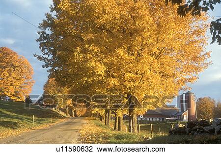 road, farm, maple trees, Reading, VT, Vermont, Colorful maple trees on Spring Brook Farm along a country road in Reading in autumn. View Large Photo Image Stock Image - road, farm, maple trees, Reading, VT, Vermont, Colorful maple trees on Spring Brook Farm along a country road in Reading in autumn.. Fotosearch