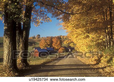 Picture -  road, Jenne farm, fall, Reading, VT, Vermont, Scenic view of Jenne Farm along a country road surrounded by colorful maple trees in Reading in autumn.. Fotosearch