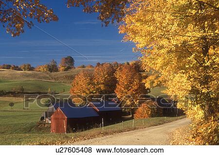 Stock Photo -  road, Jenne farm, fall, Reading, VT, Vermont, Scenic view of Jenne Farm along a country road surrounded by colorful maple trees in Reading in autumn.. Fotosearch