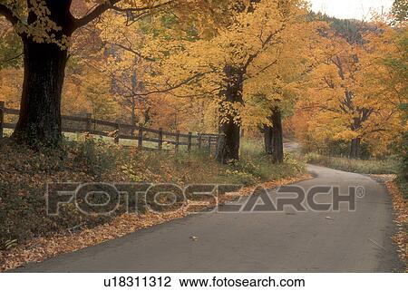 road, maple trees, South Woodstock, VT, Vermont, Colorful maple trees along a country road in South Woodstock in autumn. View Large Photo Image Stock Image - road, maple trees, South Woodstock, VT, Vermont, Colorful maple trees along a country road in South Woodstock in autumn.. Fotosearch
