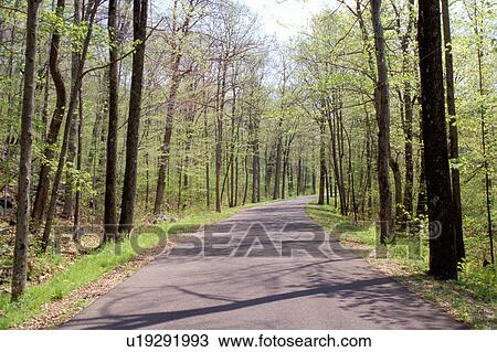 Stock Image -  road, state park, Lichtfield Hills, Connecticut, A road winds through Haystack Mountain State Park in Norfolk in the spring.. Fotosearch