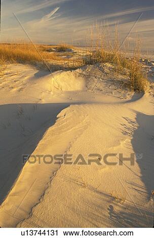 Stock Image -  sand dune, Georgia, GA, Cumberland Island, Morning light on the sand dunes on Cumberland Island National Seashore.. Fotosearch
