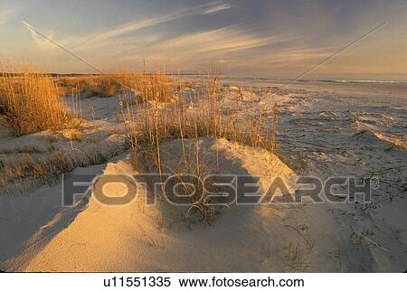 Stock Photography -  sand dunes, Cumberland Island, Georgia, GA, Morning light on the sand dunes on Cumberland Island National Seashore.. Fotosearch