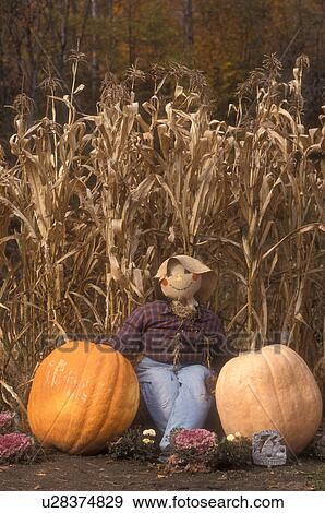 Stock Photo -  scarecrow, fall decoration, pumpkin, display, autumn, decorations, A fall decoration of a scarecrow with two pumpkins leaning against cornstalks in South Strafford in Orange County in the state of Vermont.. Fotosearch