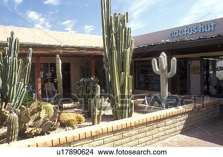 Picture -  Scottsdale, Arizona, AZ, Cactus Hut in Old Town Scottsdale in downtown Scottsdale.. Fotosearch