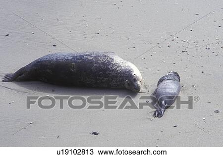 Stock Image -  seal, La Jolla, California, CA, Mother seal and her pup are basking in the sun on the beach at the Children's Pool in La Jolla on the Pacific Ocean.. Fotosearch