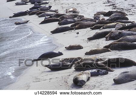 Picture -  seals, La Jolla, California, CA, Seals basking in the sun on the beach at the Children's Pool in La Jolla on the Pacific Ocean.. Fotosearch