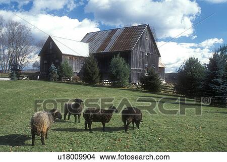 sheep, barn, Sheep grazing on a lush green pasture on a farm in Calais in Washington County in the state of Vermont View Large Photo Image Picture - sheep, barn, Sheep grazing on a lush green pasture on a farm in Calais in Washington County in the state of Vermont . Fotosearch