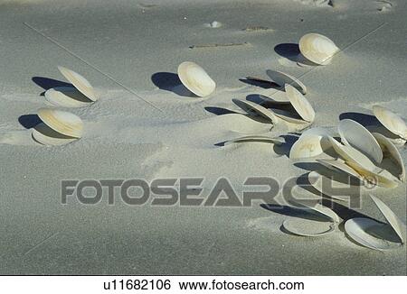 Stock Photograph -  shell, clam, beach, Cumberland Island, Georgia, GA, Clams shells lying on the beach after a storm on Cumberland Island National Seashore.. Fotosearch