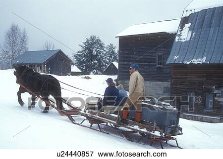 sleigh, maple syrup, winter, Cabot, VT, Vermont, People ride on sleigh pulled by a horse at Carpenter Farm to gather sap at sugaring time in early spring in Cabot. View Large Photo Image Stock Photo - sleigh, maple syrup, winter, Cabot, VT, Vermont, People ride on sleigh pulled by a horse at Carpenter Farm to gather sap at sugaring time in early spring in Cabot.. Fotosearch