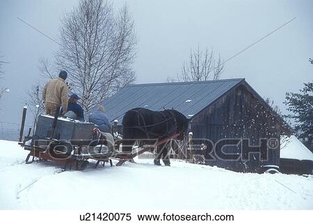 Stock Photography -  sleigh, maple syrup, winter, Cabot, VT, Vermont, People ride on sleigh pulled by a horse at Carpenter Farm to gather sap at sugaring time in early spring in Cabot.. Fotosearch