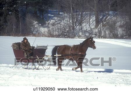 sleigh ride, horse and sleigh, Vermont, VT, Woman in one horse open sleigh competing in the Sleigh Rally at Mad River Valley Winter Carnival at Lareau Farm in Waitsfield. View Large Photo Image Stock Image - sleigh ride, horse and sleigh, Vermont, VT, Woman in one horse open sleigh competing in the Sleigh Rally at Mad River Valley Winter Carnival at Lareau Farm in Waitsfield. . Fotosearch