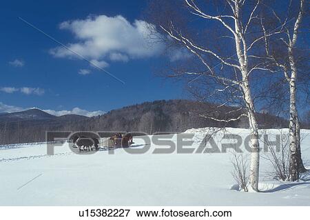 sleigh ride, Stowe, Vermont, VT, A team of horses pulls a red open sleigh through the snow covered field at Trapp Family Lodge in Stowe. View Large Photo Image Stock Photo - sleigh ride, Stowe, Vermont, VT, A team of horses pulls a red open sleigh through the snow covered field at Trapp Family Lodge in Stowe.. Fotosearch