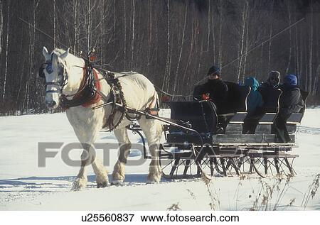 sleigh ride, Stowe, Vermont, VT, One horse open sleigh ride at Charlie Horse Sleigh Rides in Stowe in winter. View Large Photo Image Stock Photo - sleigh ride, Stowe, Vermont, VT, One horse open sleigh ride at Charlie Horse Sleigh Rides in Stowe in winter. . Fotosearch