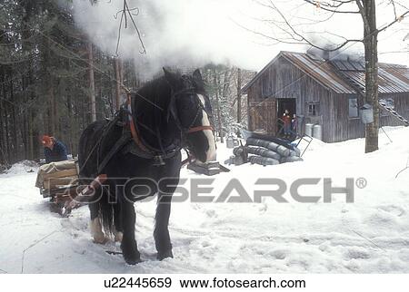 sleigh, sugarhouse, maple syrup, winter, Cabot, VT, Vermont, Man loading sleigh pulled by a horse at Carpenter Farm with a sugar shack steaming in the background at sugaring time in early spring in Cabot. View Large Photo Image Stock Photo - sleigh, sugarhouse, maple syrup, winter, Cabot, VT, Vermont, Man loading sleigh pulled by a horse at Carpenter Farm with a sugar shack steaming in the background at sugaring time in early spring in Cabot.. Fotosearch